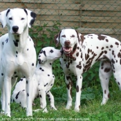 Photo de Dalmatien