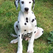 Photo de Dalmatien