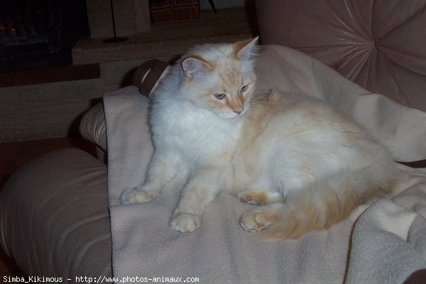 Photo de Sacr de birmanie