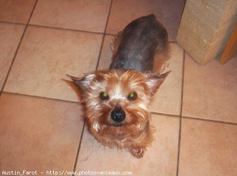 Photo de Yorkshire terrier