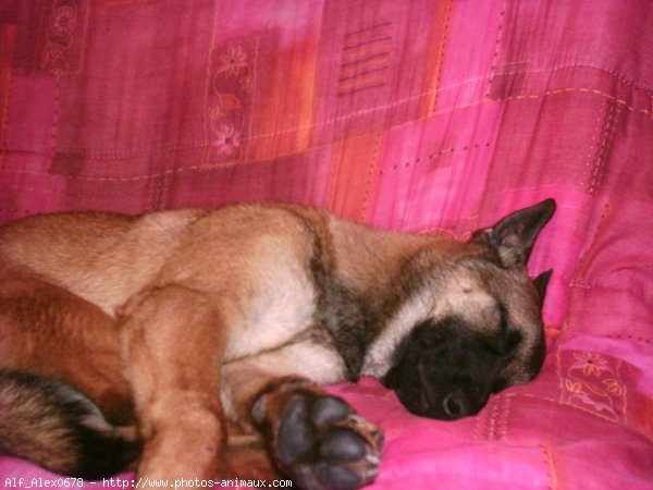 Photo de Berger belge malinois