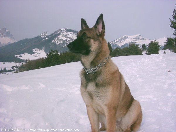 Photo de Berger belge malinois