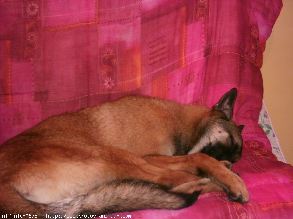 Photo de Berger belge malinois