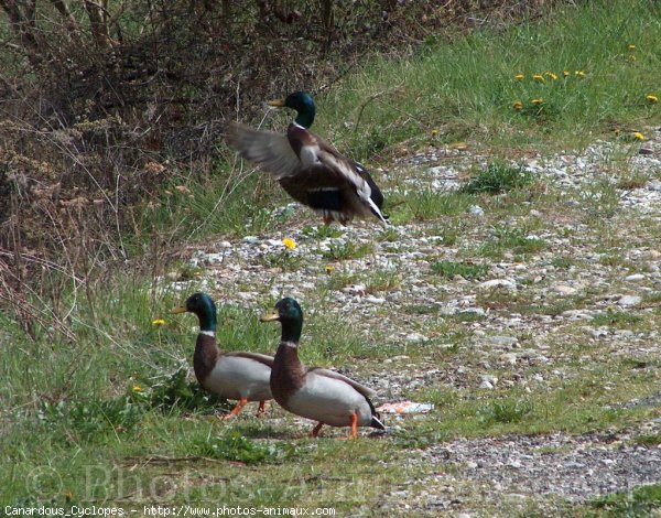 Photo de Canard