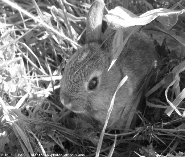 Photo de Lapin