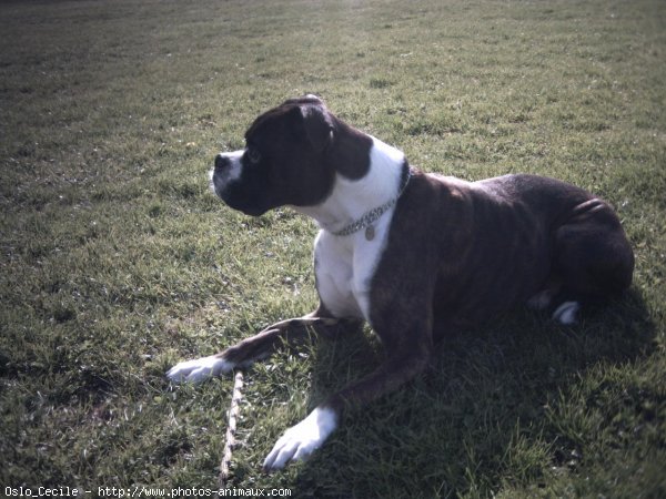 Photo de Boxer