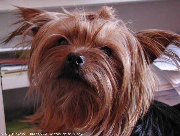 Photo de Yorkshire terrier