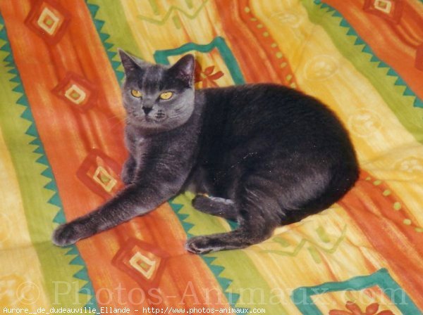 Photo de Chartreux