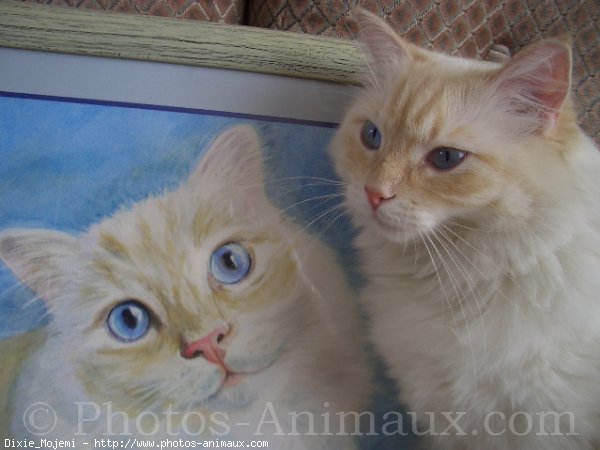 Photo de Ragdoll