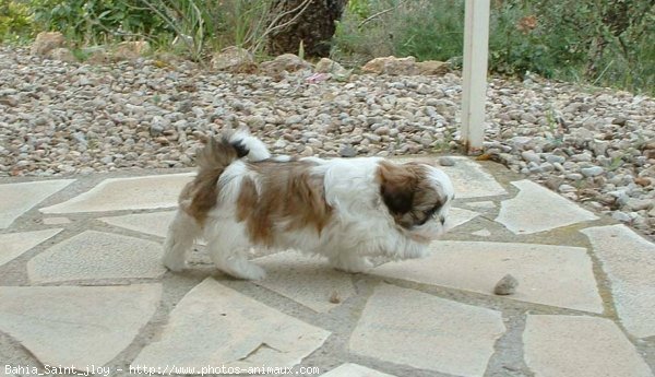 Photo de Shih tzu