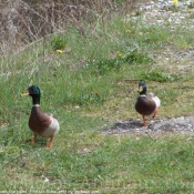 Photo de Canard