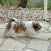 Photo de Shih tzu