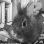 Photo de Lapin