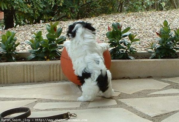 Photo de Shih tzu