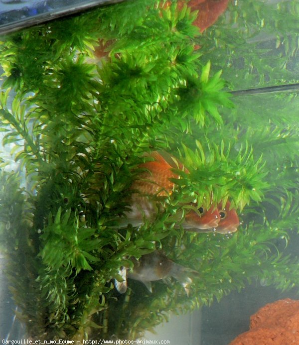 Photo de Poissons rouges