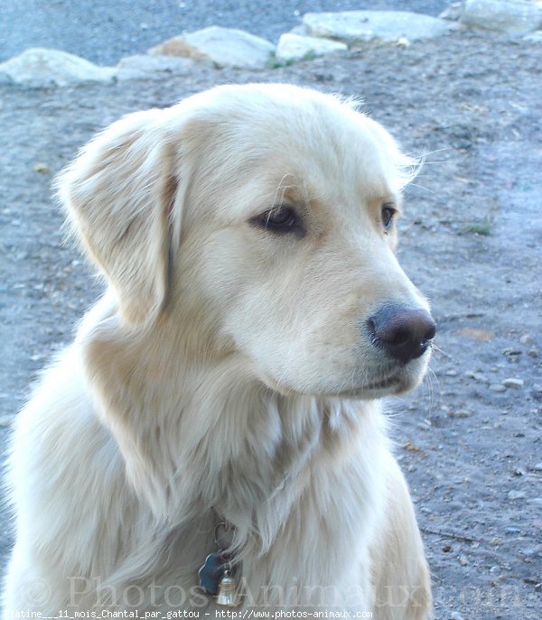 Photo de Golden retriever