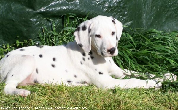 Photo de Dalmatien