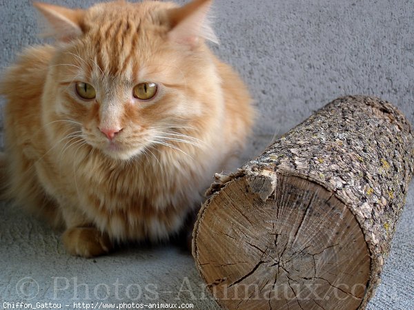 Photo de Chat domestique