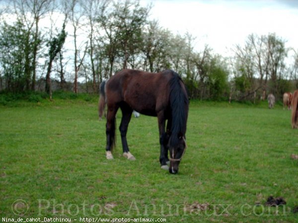 Photo de Trotteur franais