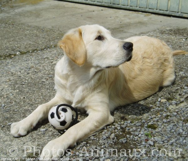 Photo de Golden retriever