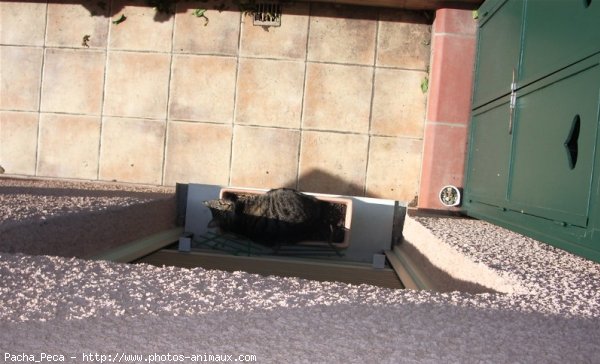 Photo de Chat domestique