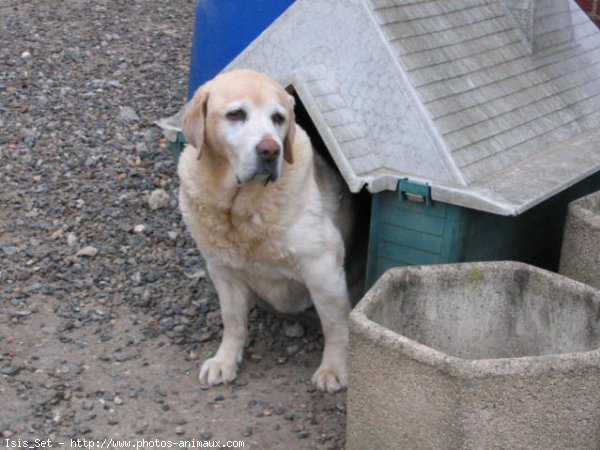 Photo de Labrador retriever