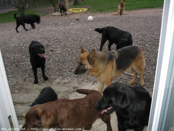 Photo de Labrador retriever