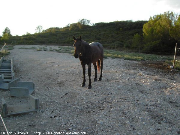 Photo de Races diffrentes