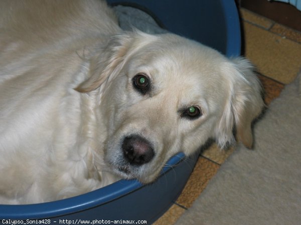 Photo de Golden retriever