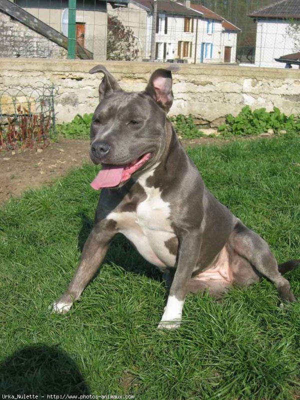 Photo d'American staffordshire terrier