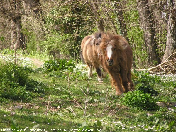 Photo de Races diffrentes