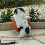 Photo de Shih tzu