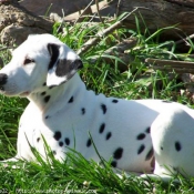 Photo de Dalmatien