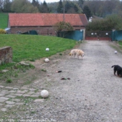 Photo de Labrador retriever