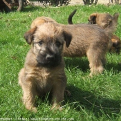 Photo de Terrier irlandais  poils doux