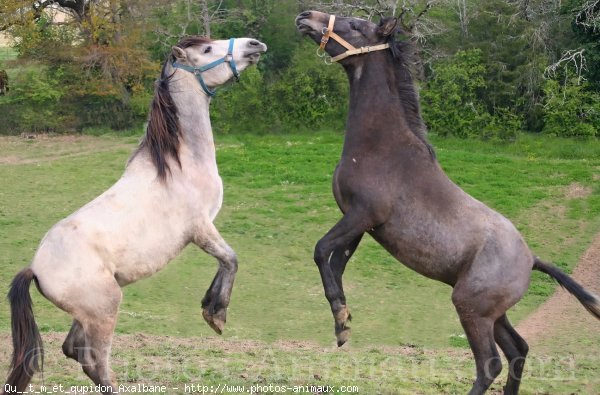 Photo de Races diffrentes