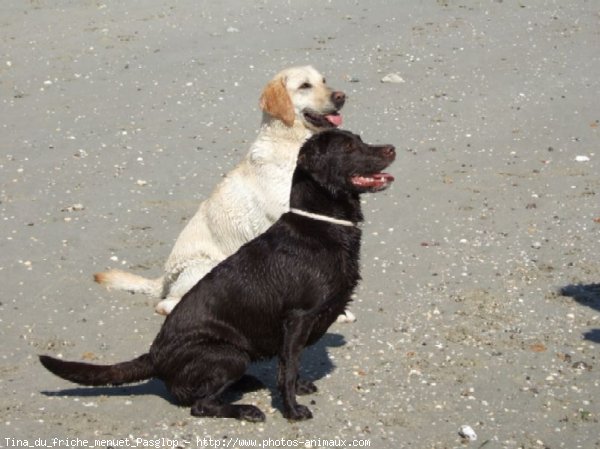 Photo de Labrador retriever