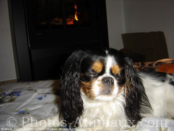 Photo de Cavalier king charles spaniel