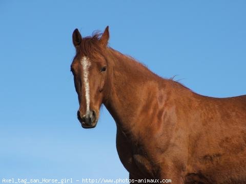 Photo de Quarter horse