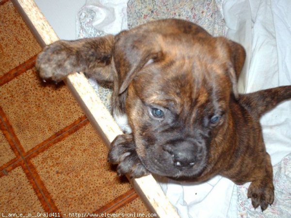 Photo de Bullmastiff