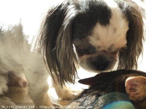 Photo de Shih tzu