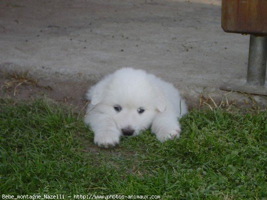 Photo de Chien de montagne des pyrnes