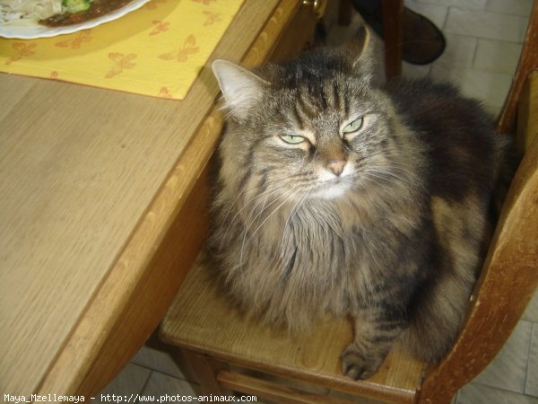 Photo de Maine coon