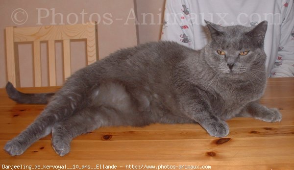 Photo de Chartreux