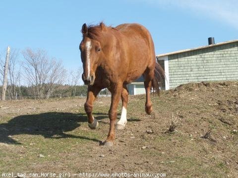 Photo de Quarter horse