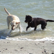 Photo de Labrador retriever