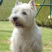 Photo de West highland white terrier