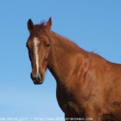 Photo de Quarter horse