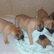 Photo de Bullmastiff