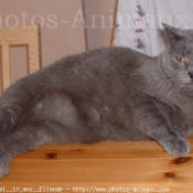 Photo de Chartreux